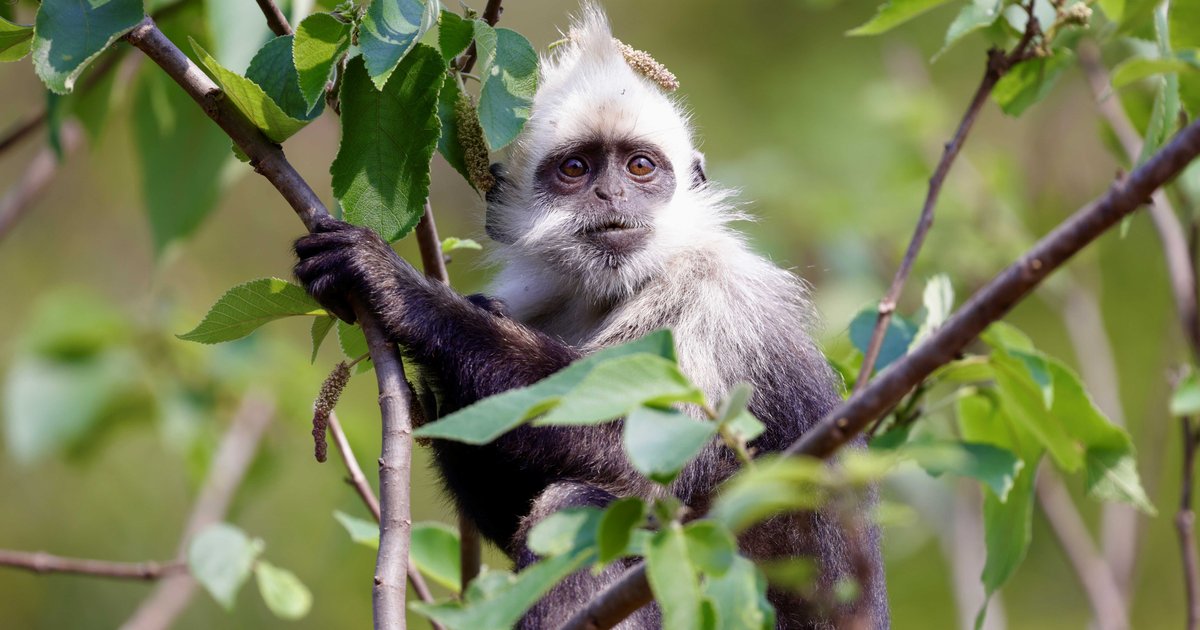 How Huawei’s AI-Powered Monitoring Platform Is Rescuing the Critically Endangered White-Headed Langur